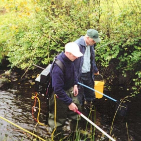 fry-density-surveys-on-the-feeder-streams