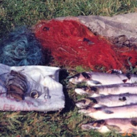 illegal-nets-salmon