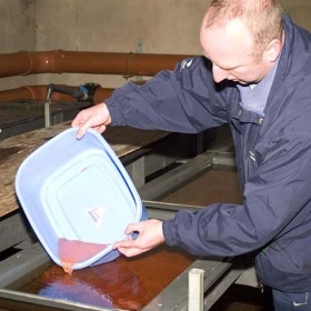 putting-fertilised-eggs-into-the-development-tank-trays