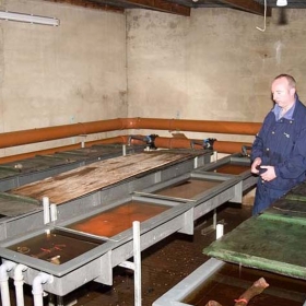 salmon-eggs-in-the-hatchery-development-tanks