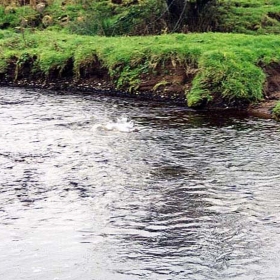 salmon-splashing-on-spawning-bed