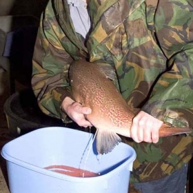 stripping-eggs-from-a-hen-salmon